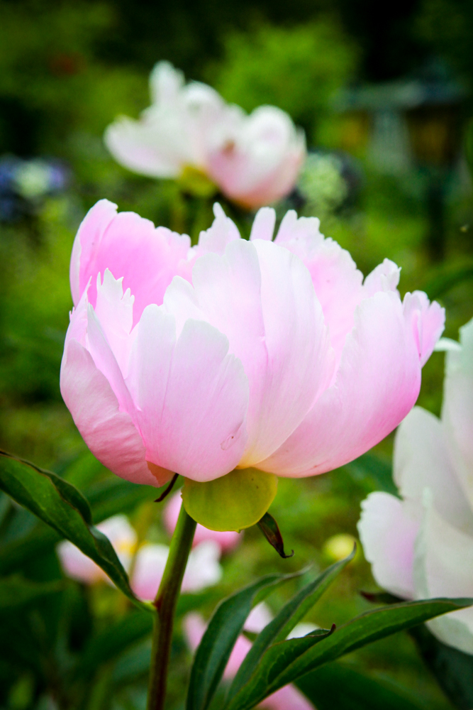 andrewmyoungphoto-3573