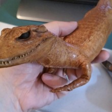 AlligatorRepair2